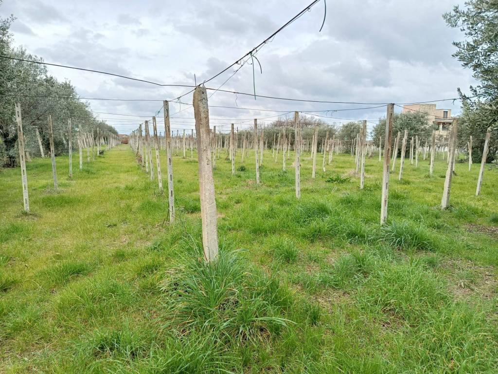 Terreno a Poggiofiorito - Foto 4