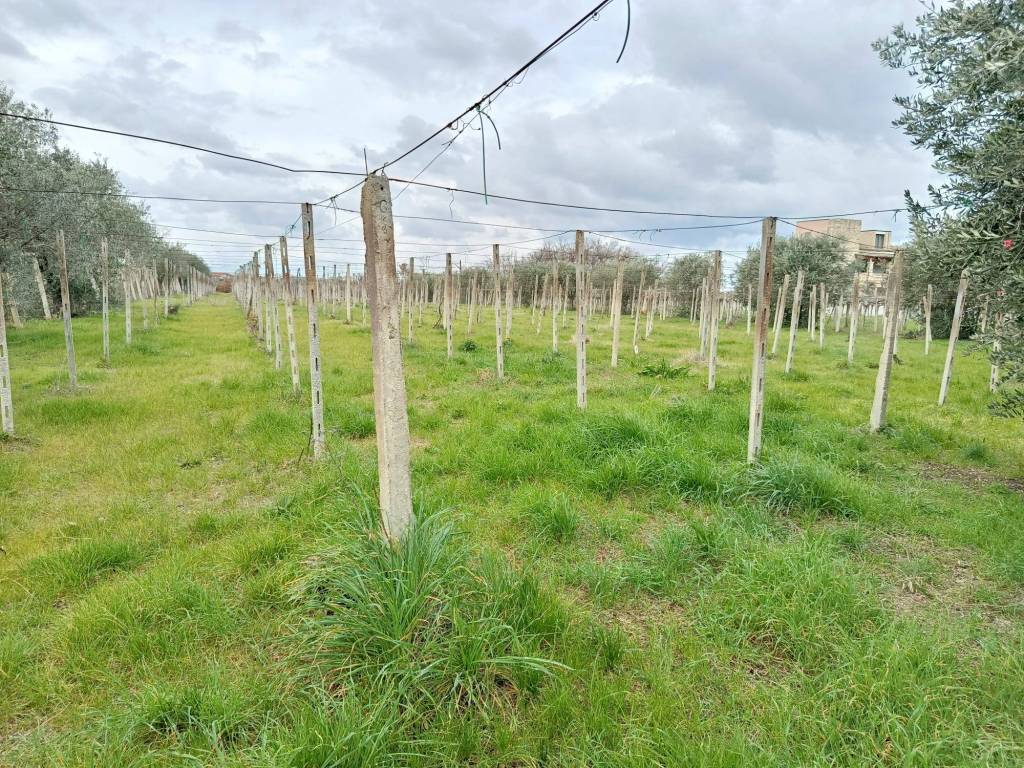 Terreno a Poggiofiorito - Foto 5