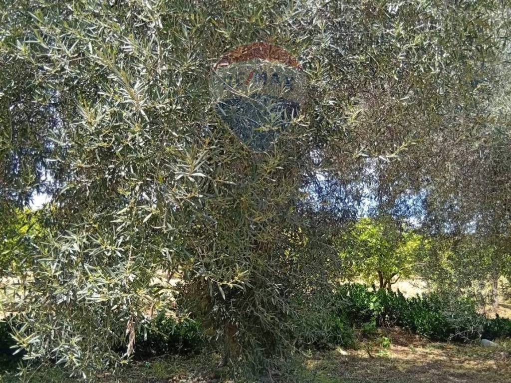 Terreno a Centuripe in Contrada Paportello - Foto 5