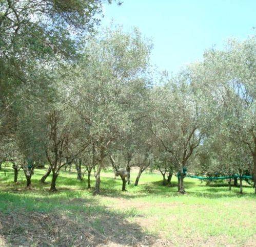 Terreno a Omignano - Foto 3