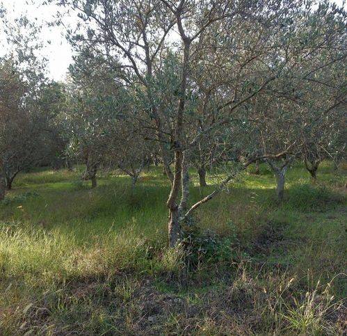 Terreno a Omignano - Foto 4