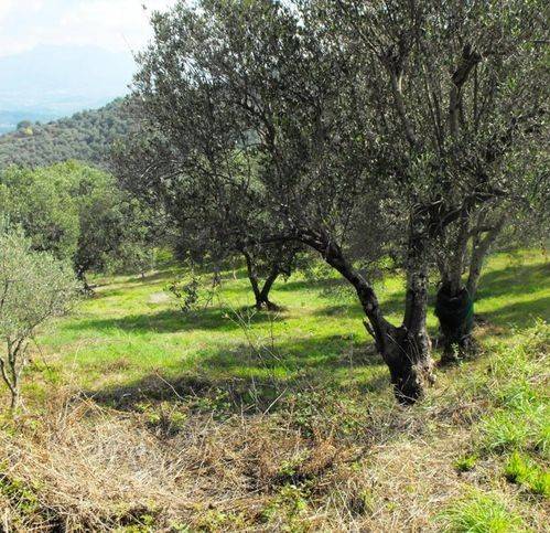 Terreno a Stella cilento - Foto 5