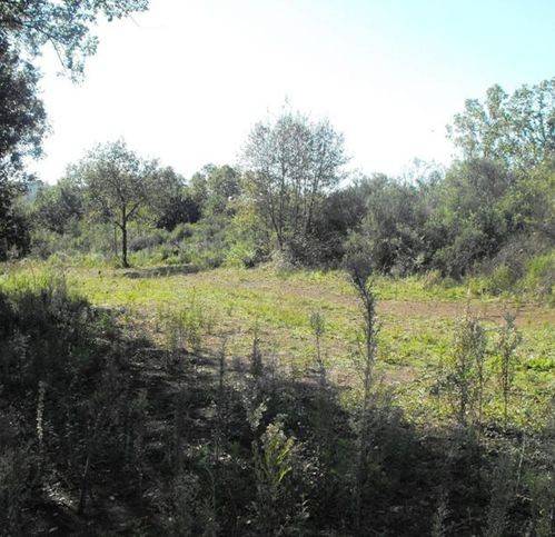 Terreno a Castelnuovo cilento - Foto 5