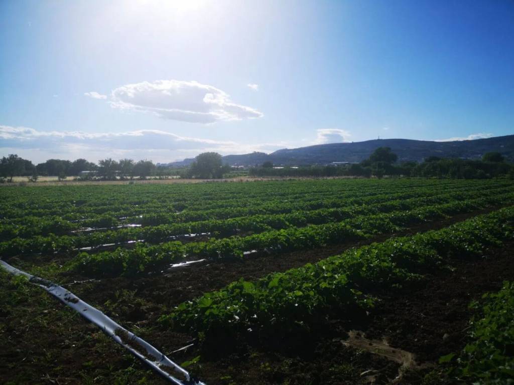 Terreno a Eboli in Via Acqua Dei Pioppi S.N.C. - Foto 3