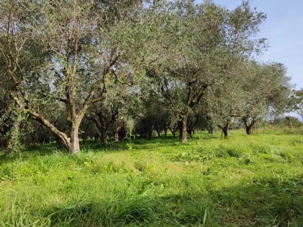 Terreno a Serre in Strada Bambacegna S.N.C. - Foto 3