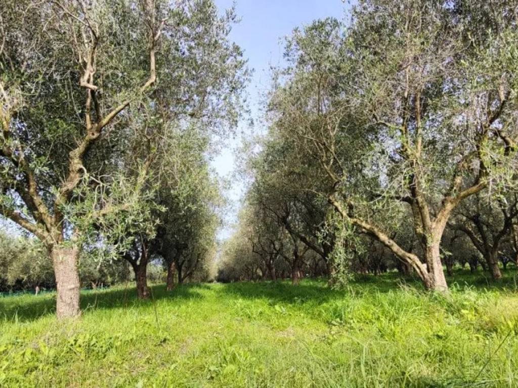 Terreno a Serre in Strada Bambacegna S.N.C. - Foto 4