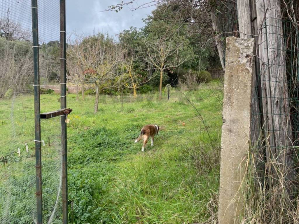 Terreno a Piombino - Foto 4