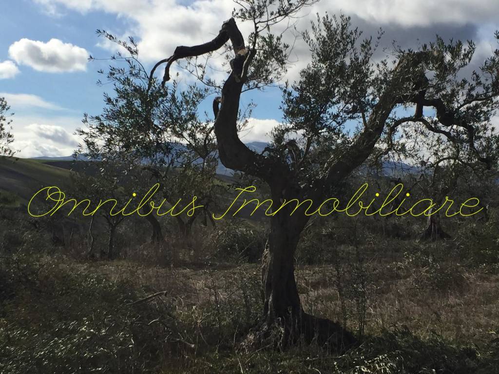 Terreno a Lucera in Contrada Berardinone - Foto 1