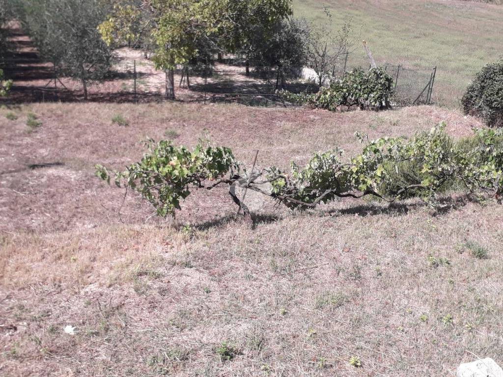 Terreno a Gualdo tadino in Loc. Casale - Foto 5