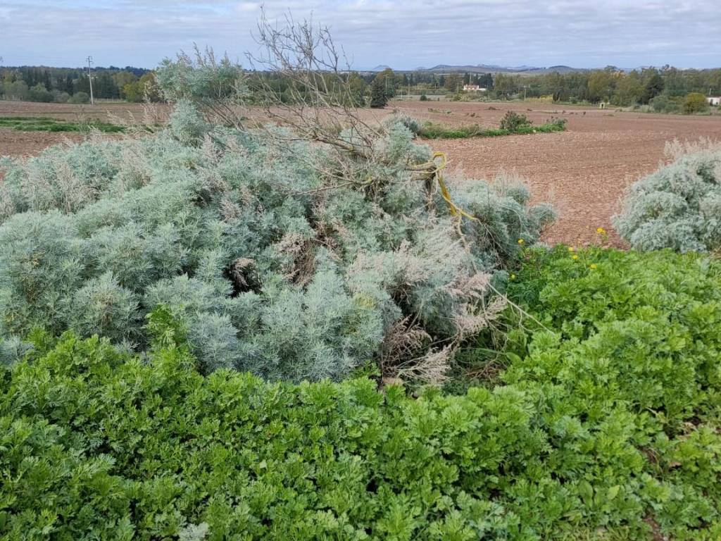 Terreno a Monastir in Strada Statale Carlo Felice - Foto 5
