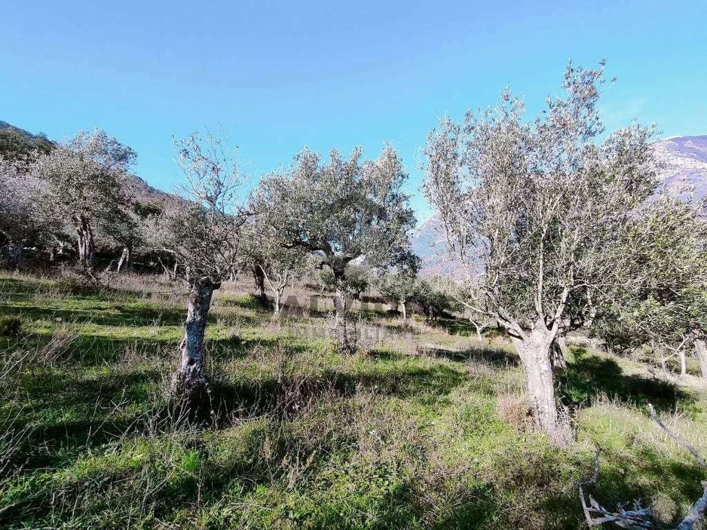 Terreno a Faicchio in Massa S.N.C. - Foto 2