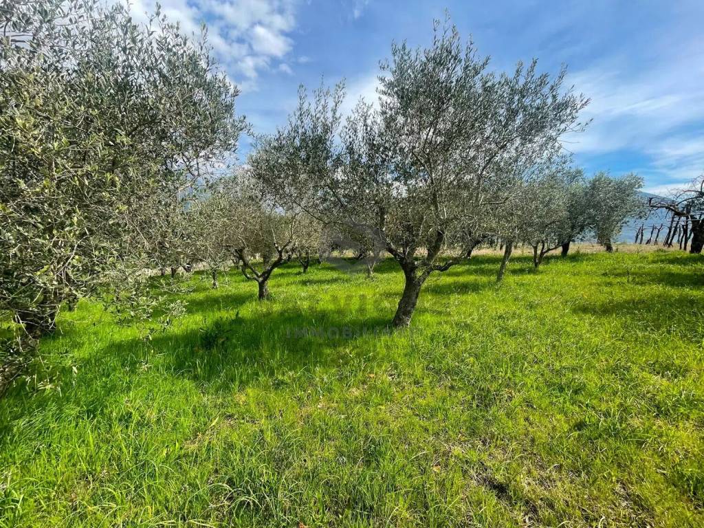 Terreno a Faicchio in Via Arenella S.N.C. - Foto 3