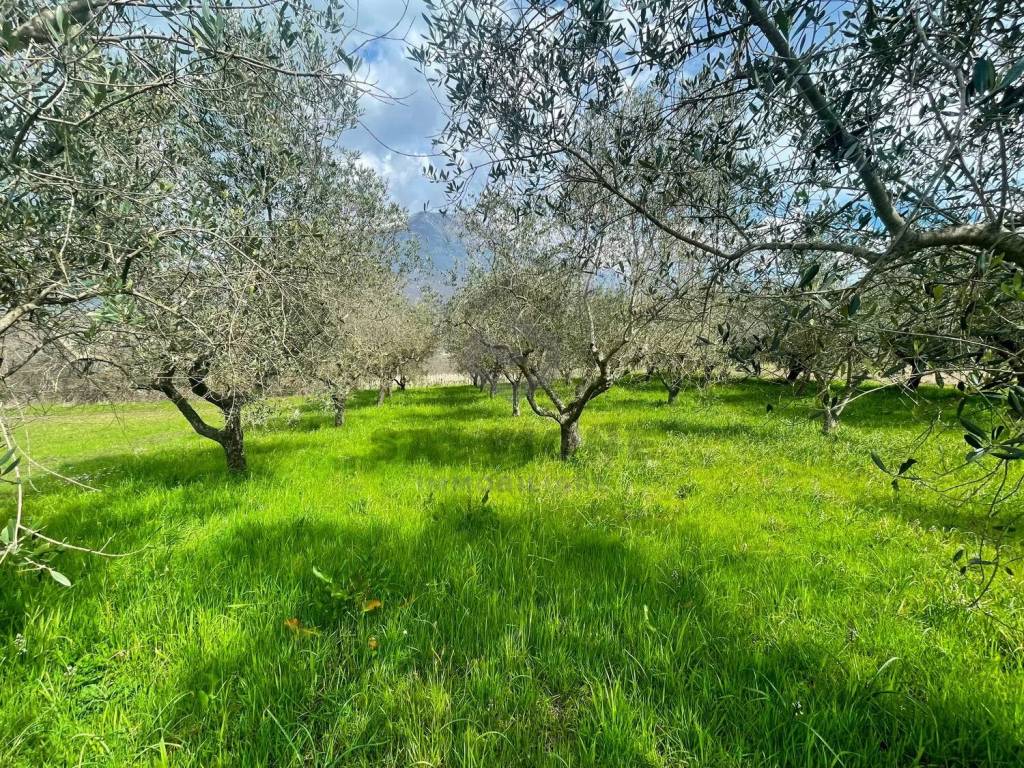Terreno a Faicchio in Via Arenella S.N.C. - Foto 5