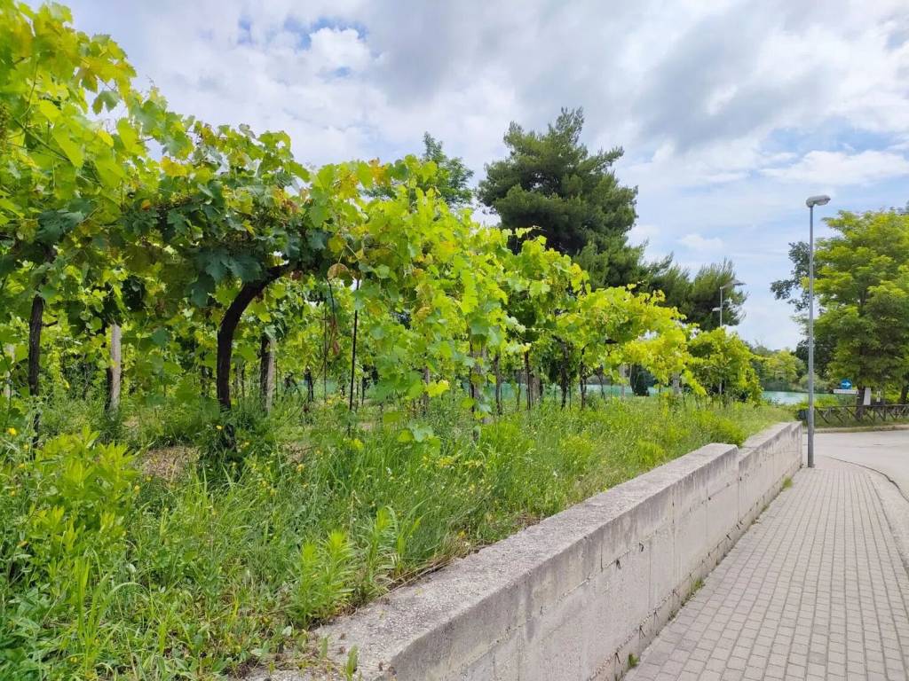 Terreno a Telese terme in Via Turistica Del Lago S.N.C. - Foto 5