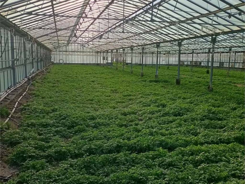 Terreno a Decimoputzu - Foto 4