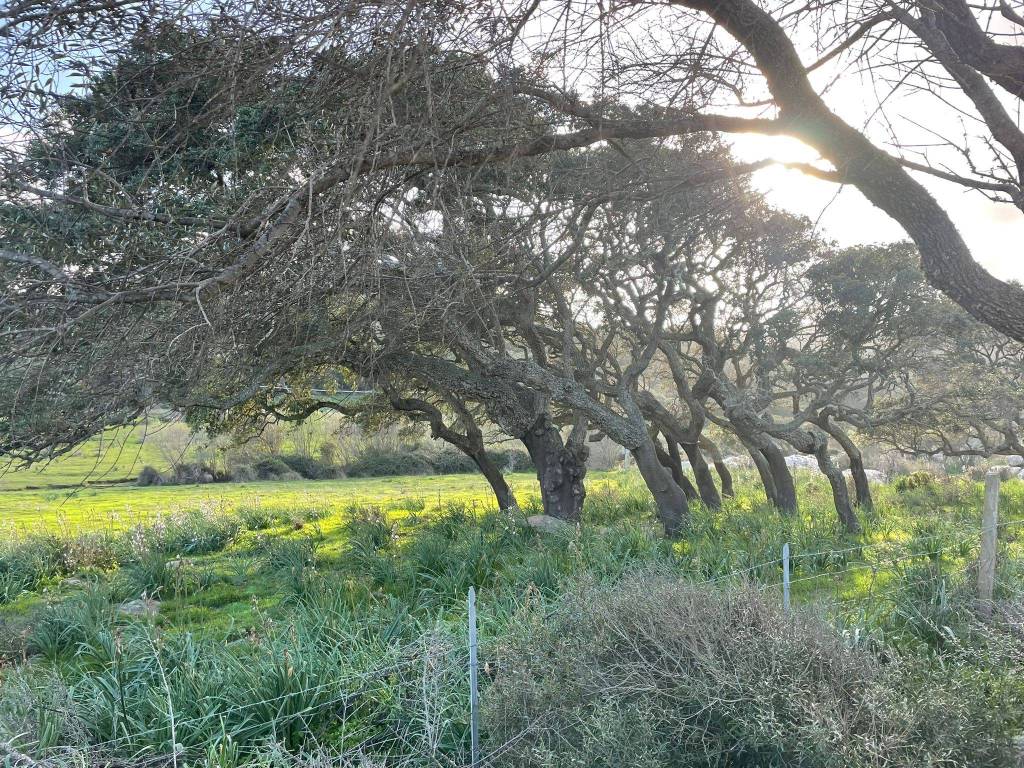 Terreno a Aglientu - Foto 4