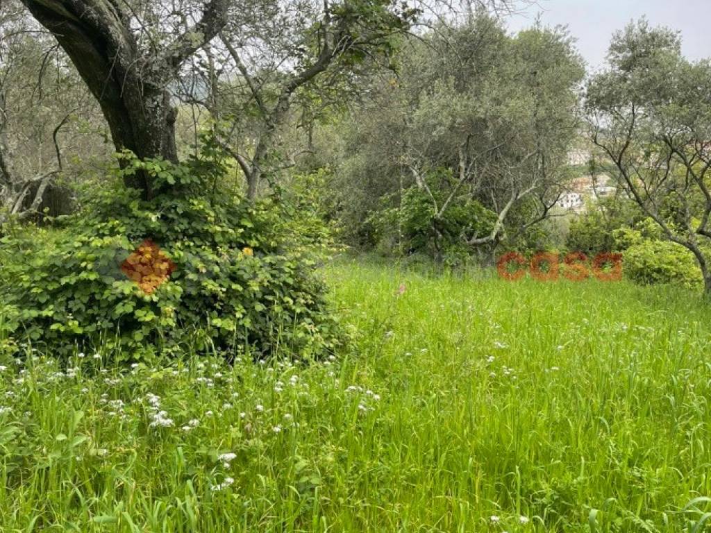 Terreno a Santi cosma e damiano in Via Randacci - Foto 2