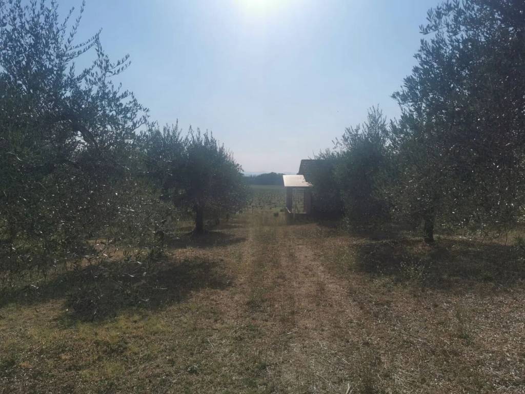Terreno a Passignano sul trasimeno in Località Pischiello - Foto 5