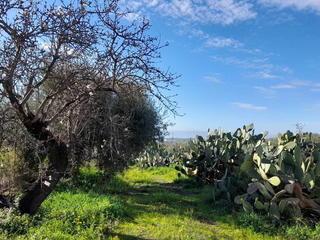 Terreno a Belpasso in Strada Comunale Mulini - Foto 4