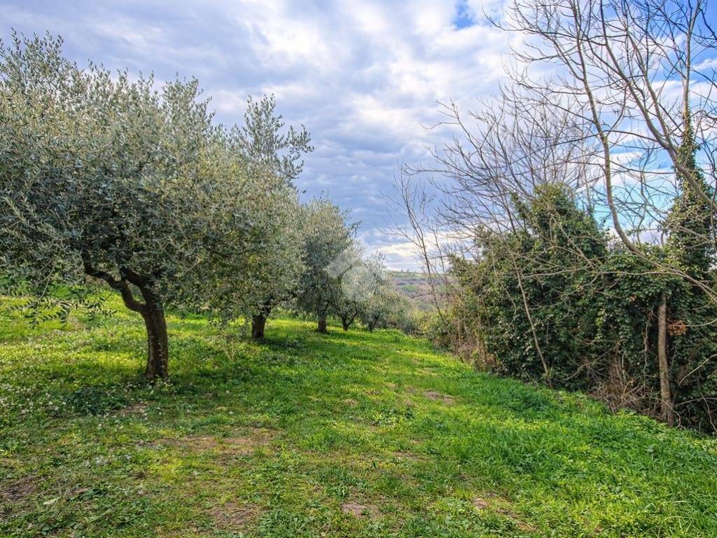 Terreno a Sant'omero in Via Colle S. Polo - Foto 3