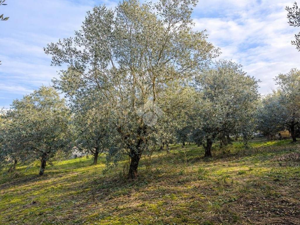 Terreno a Sant'omero in Via Colle S. Polo - Foto 4