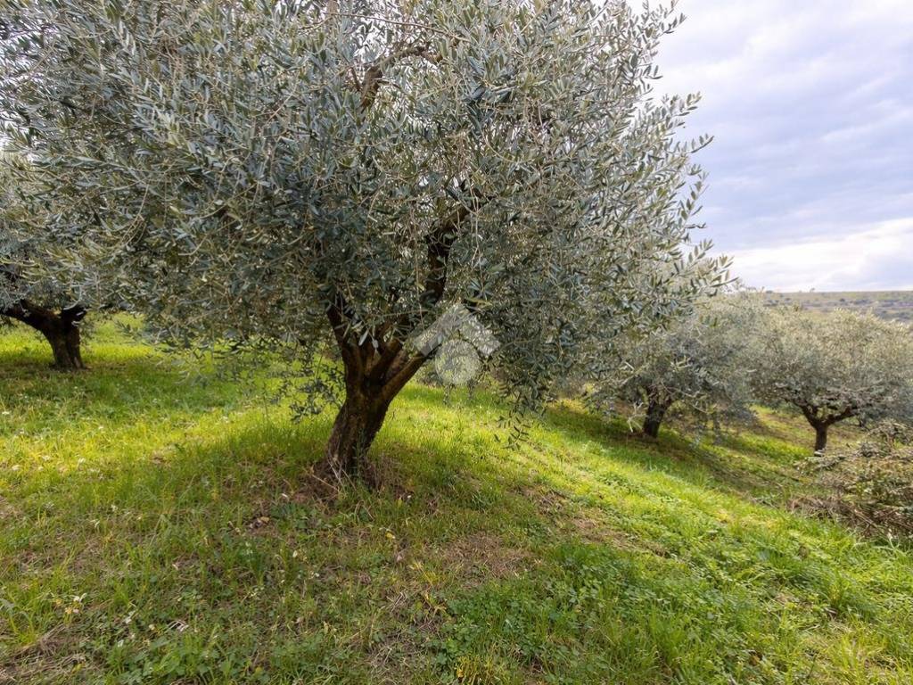 Terreno a Sant'omero in Via Colle S. Polo - Foto 5