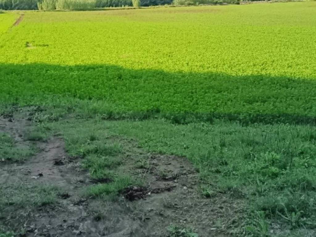 Terreno a Ardea in Via Nazareno Strampelli, 8 - Foto 2