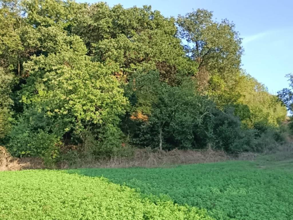 Terreno a Ardea in Via Nazareno Strampelli, 8 - Foto 4
