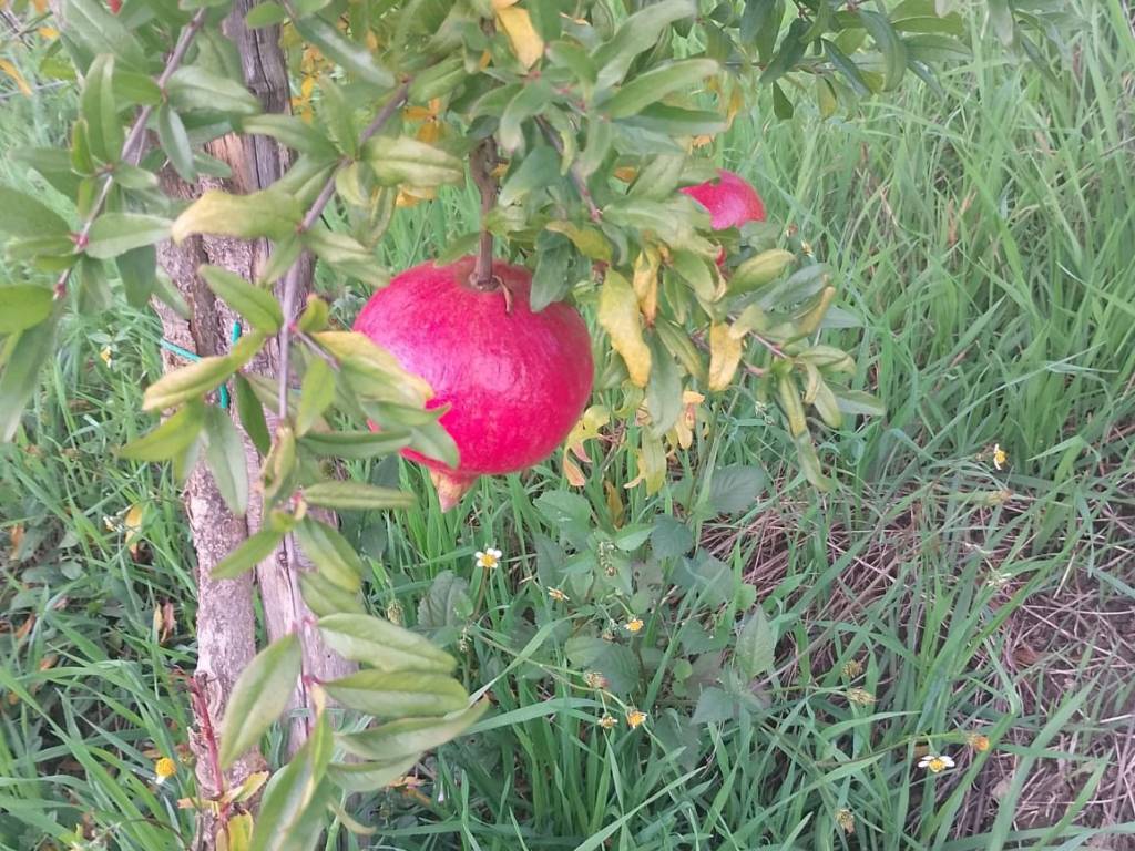 Terreno a Atripalda in Contrada Castello - Foto 5