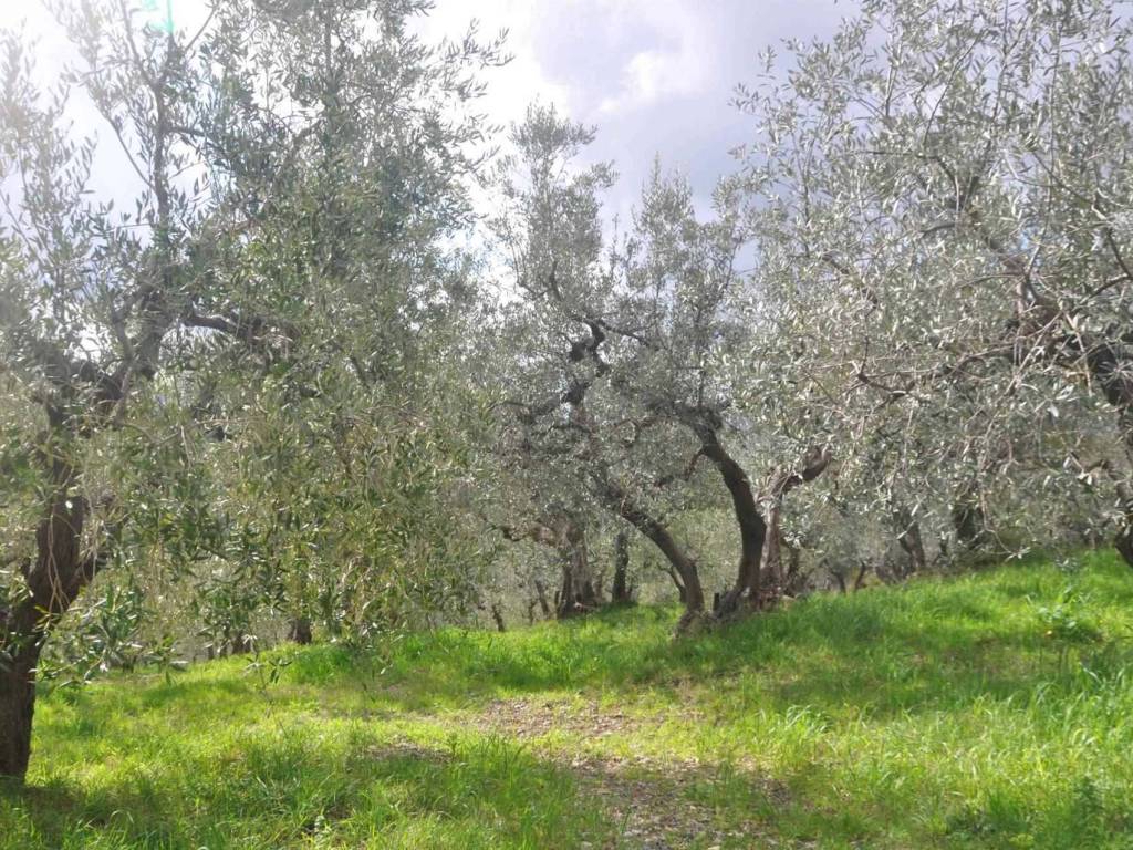 Terreno a Santa luce - Foto 2