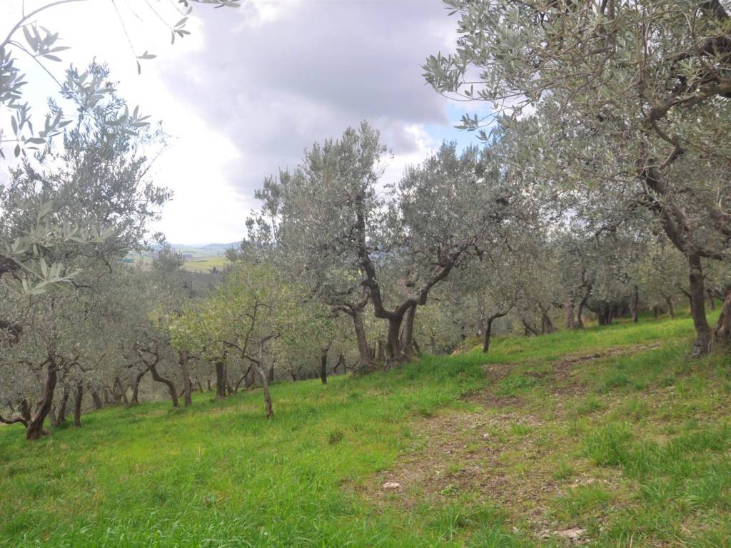 Terreno a Santa luce - Foto 3
