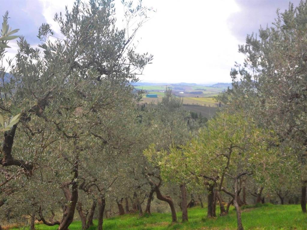 Terreno a Santa luce - Foto 4