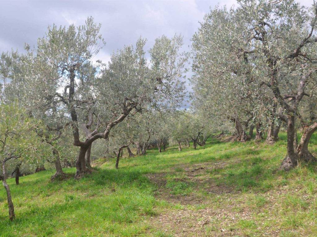 Terreno a Santa luce - Foto 5