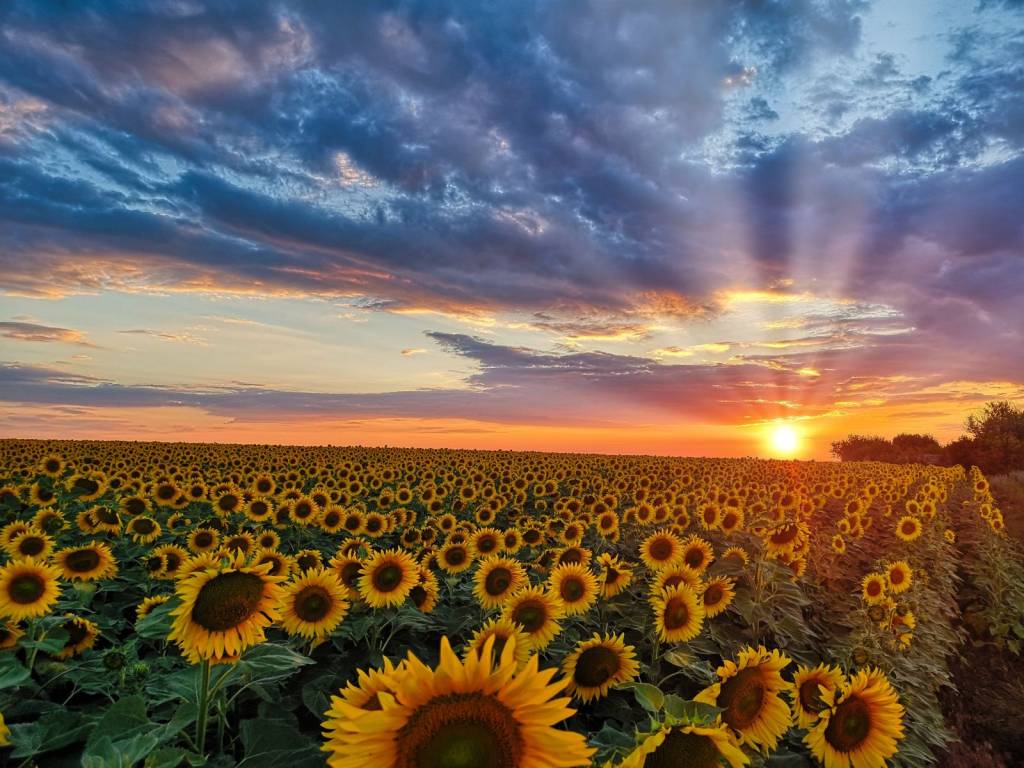 Terreno a Montechiarugolo - Foto 5