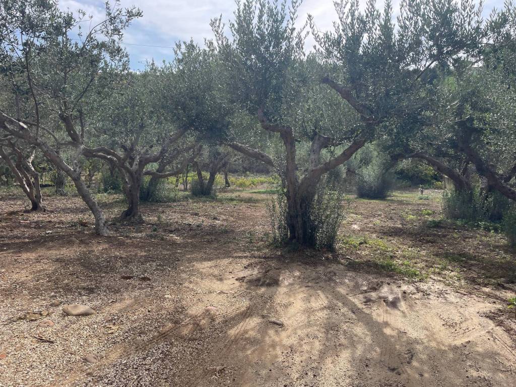 Terreno a Castellammare del golfo - Foto 5