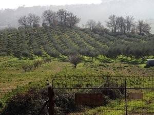 Terreno a Treia in Via Roma - Foto 2