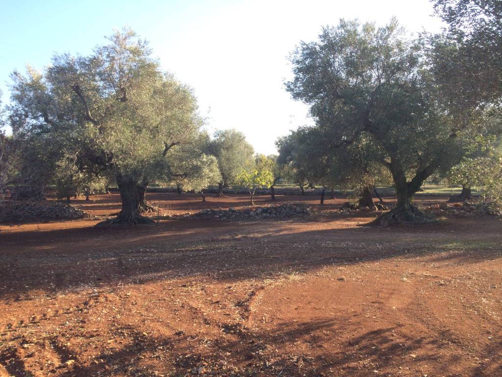 Rustico / casale a San vito dei normanni in Contrada Padalini - Foto 5