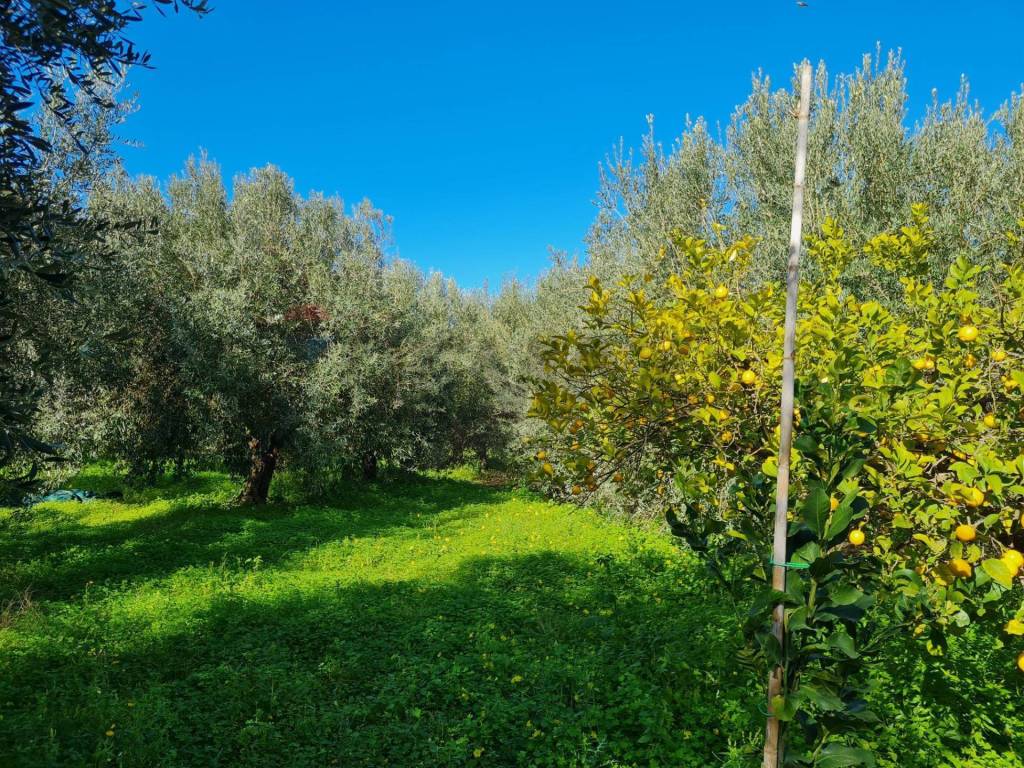 Terreno a Lentini in Contrada Santa Lenea (Strada Statale 385) - Foto 2