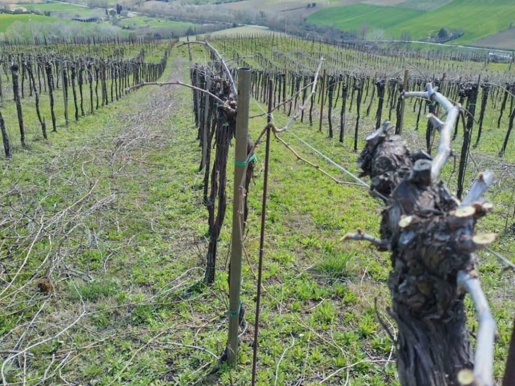 Terreno a Montefiore dell'aso - Foto 2