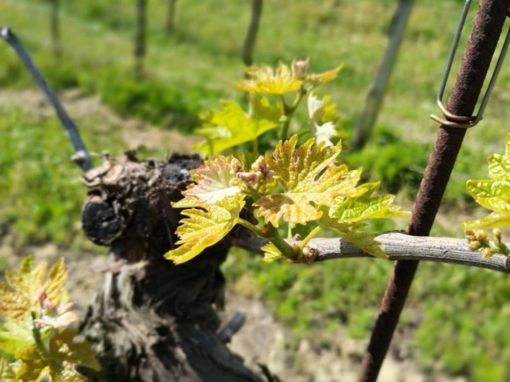 Terreno a Montefiore dell'aso - Foto 4