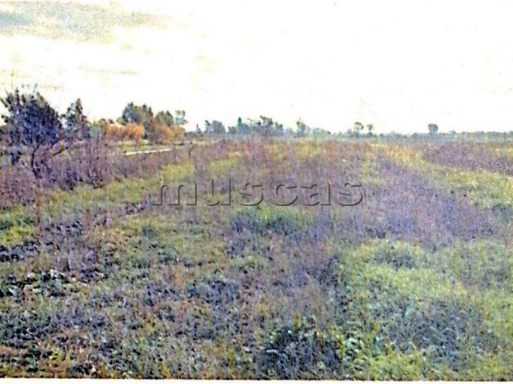 Terreno a Fiumicino in Viale Castellammare - Foto 4