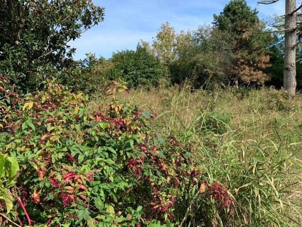 Terreno a Mortara - Foto 3