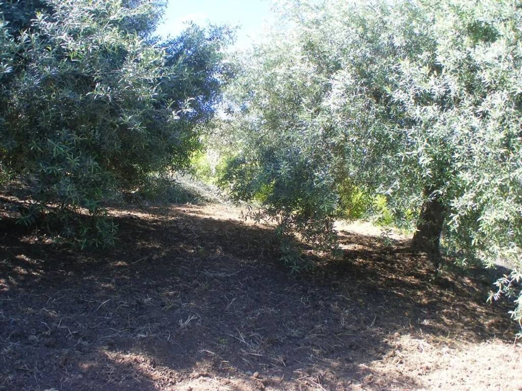 Terreno a Collesano in C/Da Carpinello No Number - Foto 2