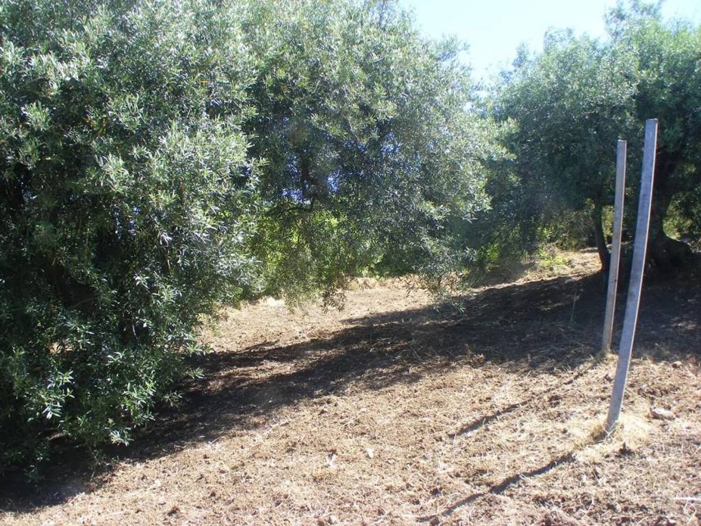 Terreno a Collesano in C/Da Carpinello No Number - Foto 3