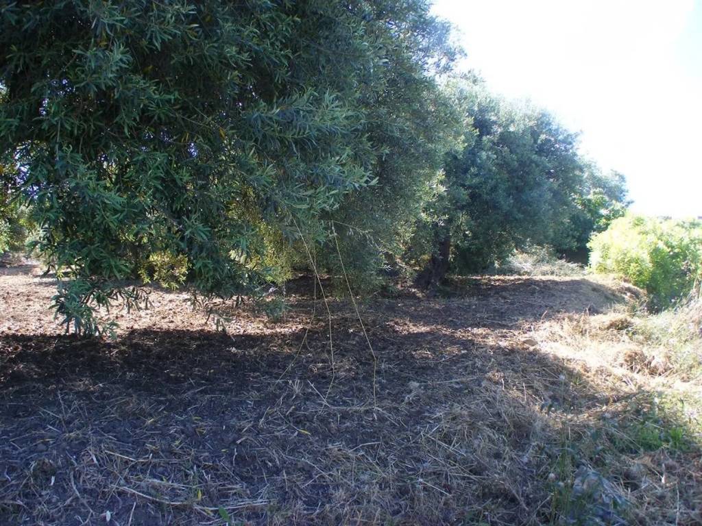 Terreno a Collesano in C/Da Carpinello No Number - Foto 4
