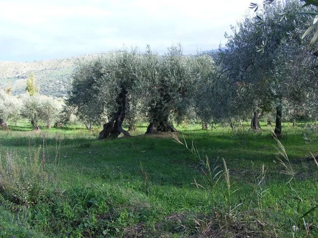 Terreno a Collesano in Strada Provinciale 129 - Foto 2