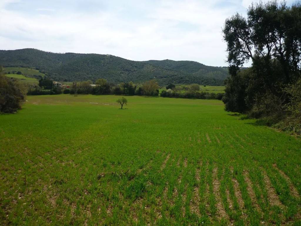 Terreno a Magliano in toscana in Strada Provinciale Poggio Alla Mozza - Foto 3
