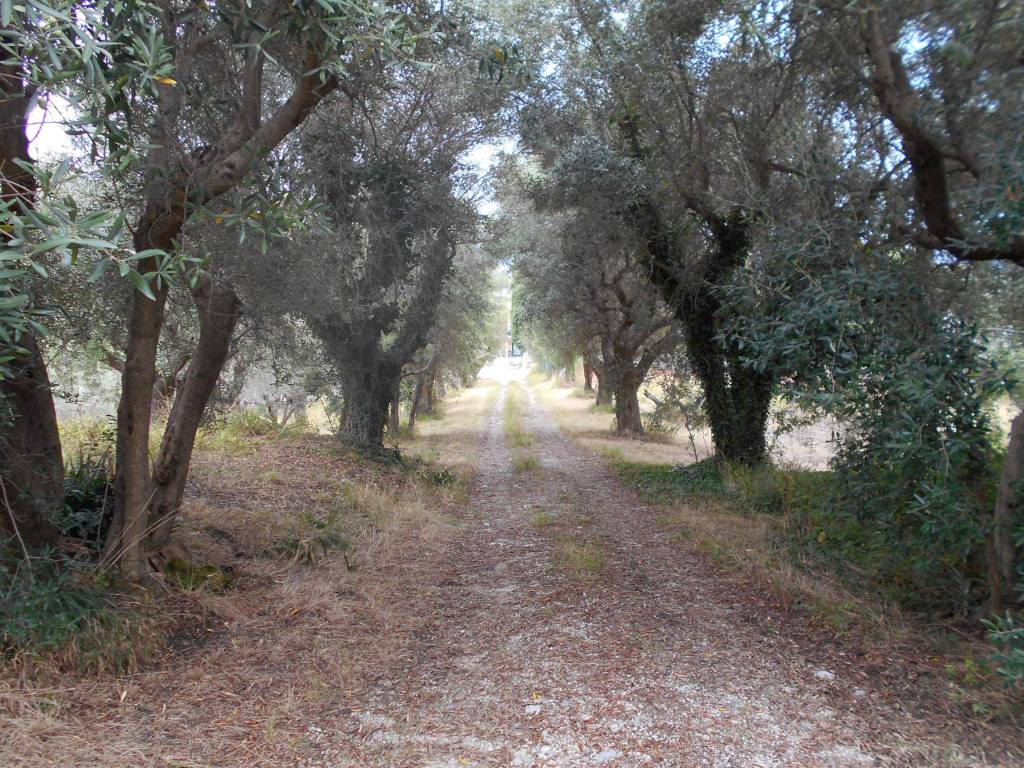 Rustico / casale a San paolo di jesi in Via Valle delle Lame, 2 - Foto 4