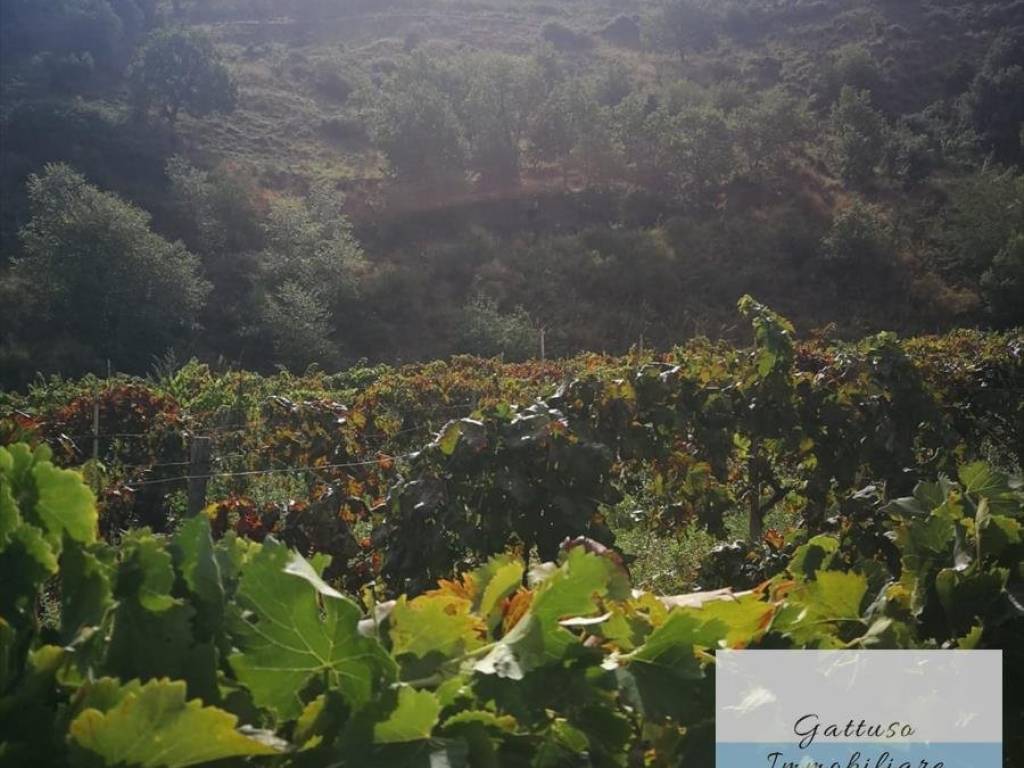 Terreno a Palizzi in palizzi superiore - Foto 5