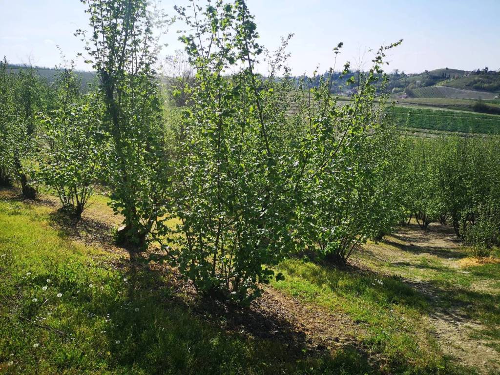 Terreno a Govone in SP49 - Foto 2